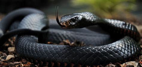 black mamba meaning.